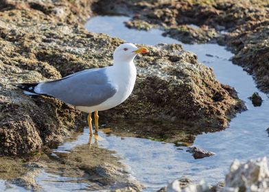 seagull drinks on the rock