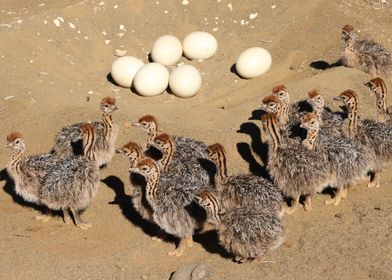 Ostrich Babies 1478