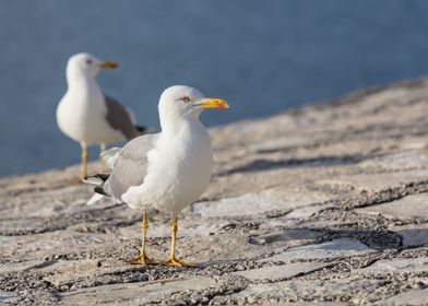 couple of seagull on beach