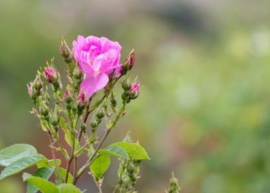 wet rose after rain 