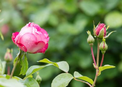 wet rose after rain