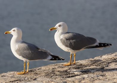 couple of seagull on beach