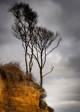 Suffolk Trees