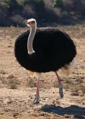 Ostrich Male 1442