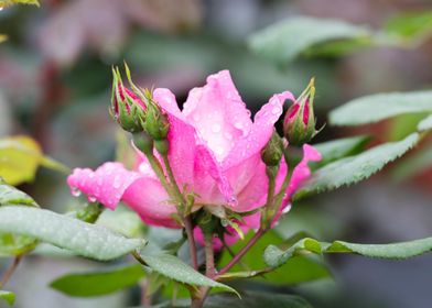 wet rose after rain 