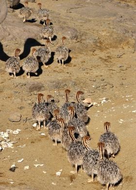Ostrich Babies on the go 