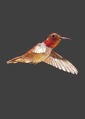 Red brown Hummingbird