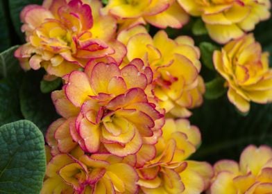 primrose in the garden