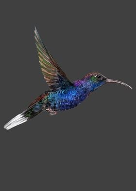 Blue Hummingbird