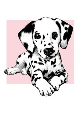 Dalmatian puppy