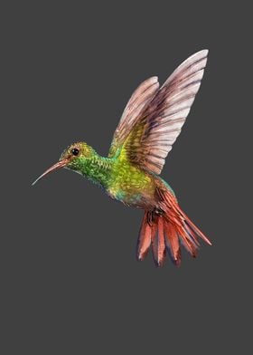 Green red Hummingbird