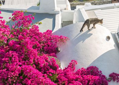 Cat On Roof Of Santorini