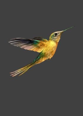 Yellow brown Hummingbird