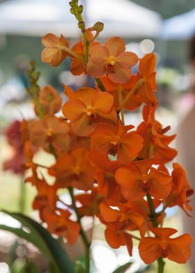 orchid in the garden