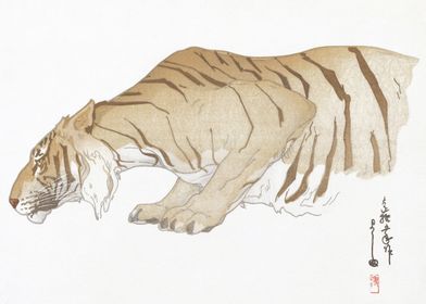 Sketch Of A Tiger