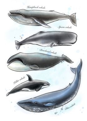 Set of watercolor whales