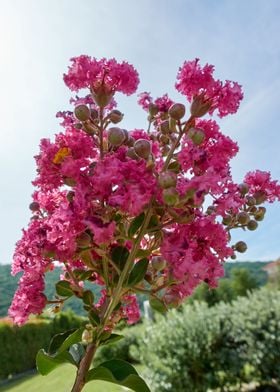 flower in bloom