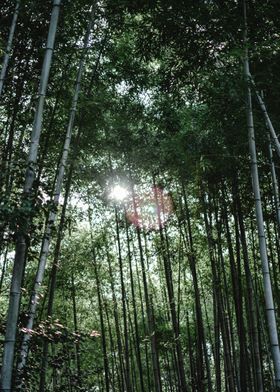 bambu tree green sun