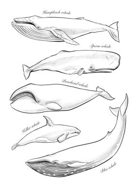 Set of graphics whales