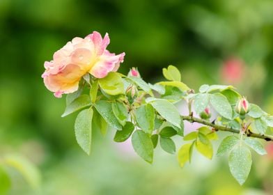 wet rose after rain