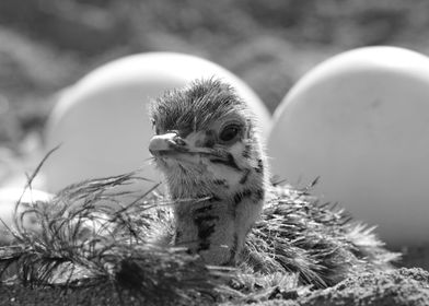 Ostrich Baby in nest 1272 