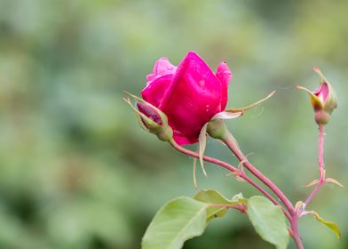 wet rose after rain