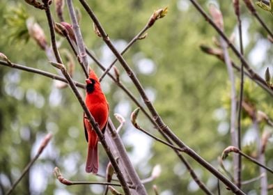 Cardinal Perched in a Tree