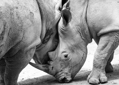 Rhino friends bw
