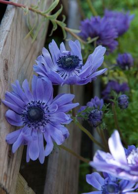 flower in the garden