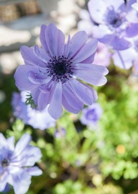 flower in the garden