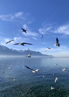 Blue Lake Free Seagulls 1