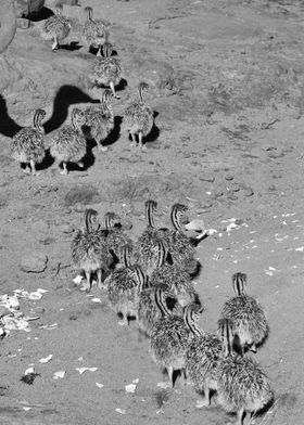Ostrich Babies on the move