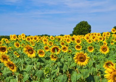 sunflower meadow
