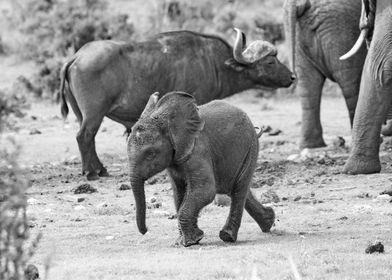 Happy Baby Elephant  583