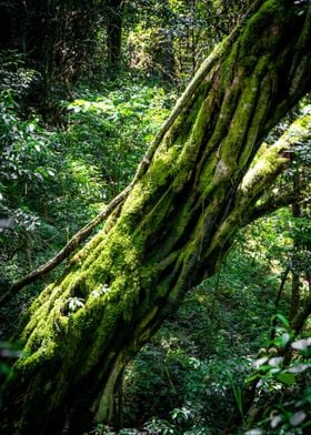 green lumut tree sun