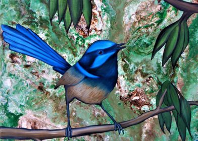 Fairy Wren 2