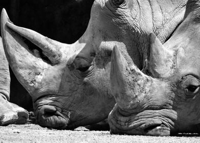 Rhino rest bw