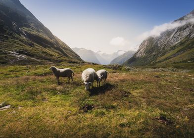 Roaming Sheep in Mountains