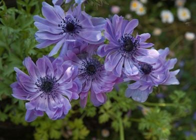 flower in the garden