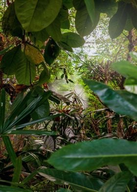 green flower jungle red