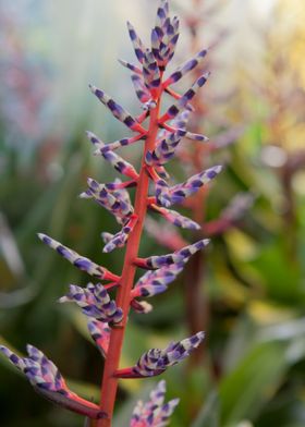 flower in the garden