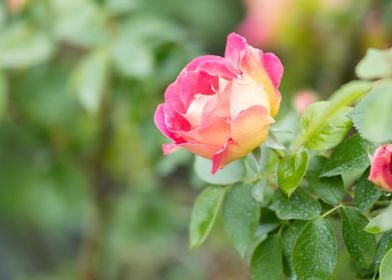 wet rose after rain