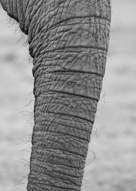 Elephants trunk 226