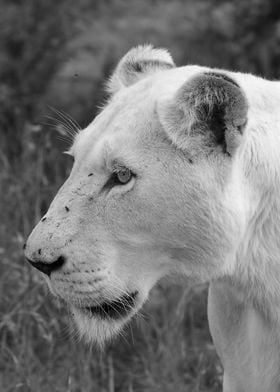 White Lion Female Portrait