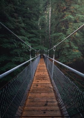 bridge brown jungle tree