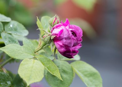 wet rose after rain