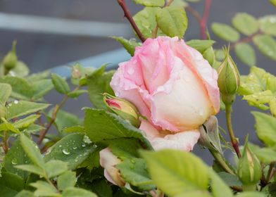 wet rose after rain