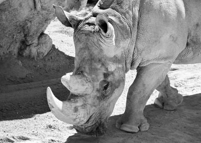 Rhino face bw