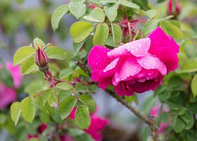 wet rose after rain 