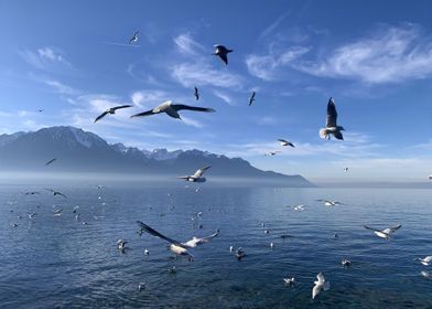 Blue Lake Free Seagulls 2